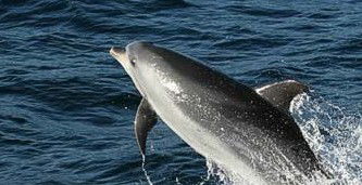 Tamboi Queen Cruises - Hotel Gold Coast 2