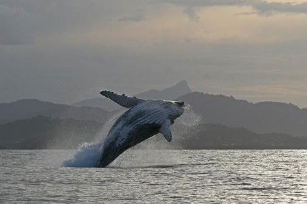 Byron Bay Whale Watching - Hotel Gold Coast 1