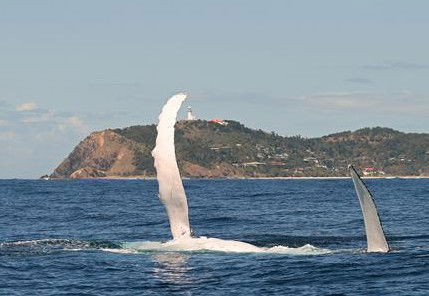 Byron Bay Whale Watching - Hotel Gold Coast 3