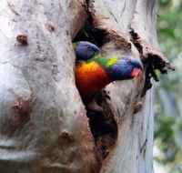 Cumberland State Forest - Hotel Gold Coast