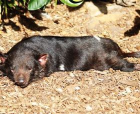 Symbio Wildlife Park - Hotel Gold Coast 0