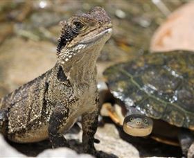 Symbio Wildlife Park - Hotel Gold Coast 3