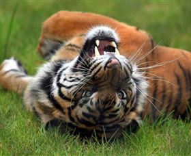 Symbio Wildlife Park - Hotel Gold Coast 6