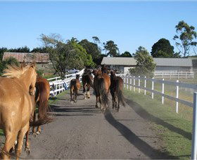 Darkes Forest Riding Ranch - Hotel Gold Coast 1