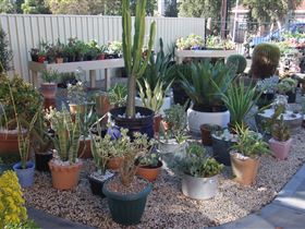 Cactus Creations - Hotel Gold Coast 1