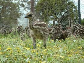 Avenue Emus - Hotel Gold Coast 1