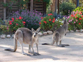 The Pioneer Settlement - Hotel Gold Coast 5