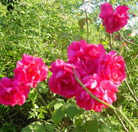 Bishop's Lodge Historic House and Heritage Rose Garden - Hotel Gold Coast
