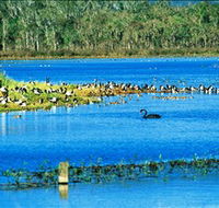 Hasties Swamp National Park - Hotel Gold Coast