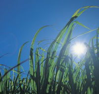 Australian Sugar Industry Museum - Hotel Gold Coast
