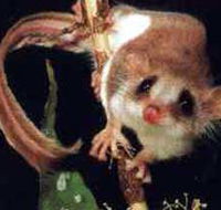 Carrowong Fauna Sanctuary - Hotel Gold Coast