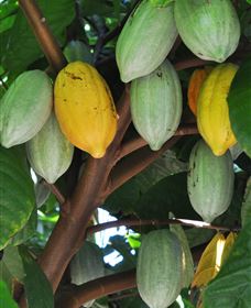 Sweet Farm Tours - Hotel Gold Coast 3