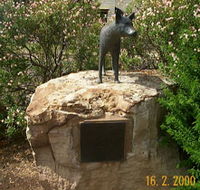 Dingo Statue - Hotel Gold Coast