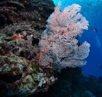 Barracuda Bommie Dive Site - Hotel Gold Coast
