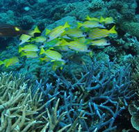 Castle Rock Dive Site - Hotel Gold Coast