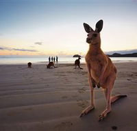 Wallabies on the Beach at Cape Hillsborough - Hotel Gold Coast