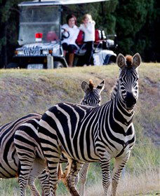 Taronga Western Plains Zoo, Dubbo - Hotel Gold Coast 1