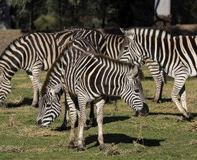 Taronga Western Plains Zoo, Dubbo - Hotel Gold Coast 5