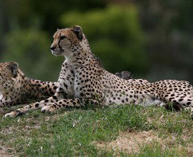 Taronga Western Plains Zoo, Dubbo - Hotel Gold Coast 6