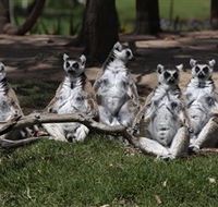 Savannah Visitor Plaza Taronga Western Plains Zoo Dubbo - Hotel Gold Coast