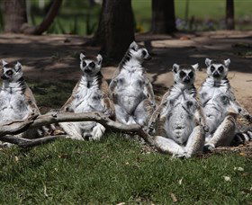 Savannah Visitor Plaza, Taronga Western Plains Zoo Dubbo - Hotel Gold Coast 0