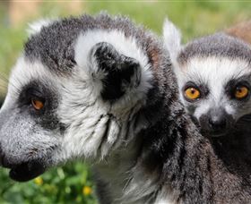 Savannah Visitor Plaza, Taronga Western Plains Zoo Dubbo - Hotel Gold Coast 1