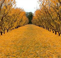Sun Country on the Murray Farm Gate Trail - Hotel Gold Coast