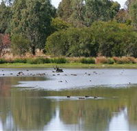 Cussen Park - Hotel Gold Coast