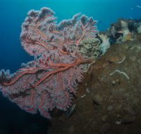 Luncheon Bay Dive Site - Hotel Gold Coast