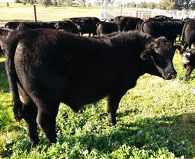 Ochre Arch Farm - Hotel Gold Coast 2
