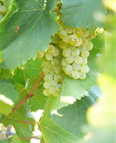 Baptista - David Traeger - Hotel Gold Coast 3