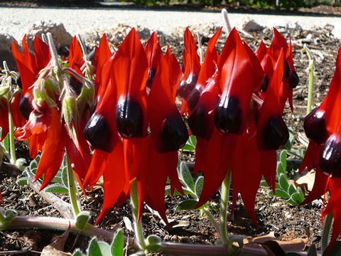 Australian Inland Botanic Gardens - Hotel Gold Coast 1