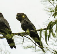 Conimbla National Park - Hotel Gold Coast