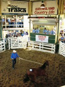 Gracemere Exhibition Complex - Hotel Gold Coast 0