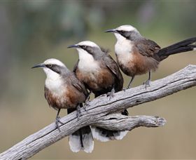 Winton Wetlands Reserve - Hotel Gold Coast 1