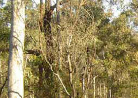 Warby-Ovens National Park - Hotel Gold Coast 0