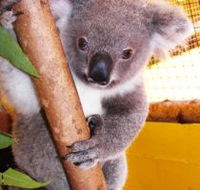 Cooberrie Park Wildlife Sanctuary - Hotel Gold Coast