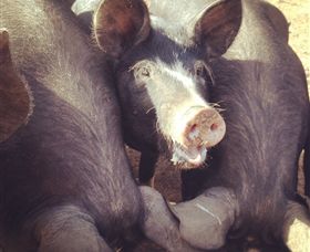 Ravens Creek Farm - Hotel Gold Coast 3