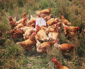 Ravens Creek Farm - Hotel Gold Coast 6