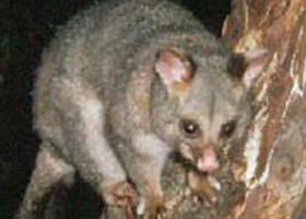 Moondarra VIC Hotel Gold Coast