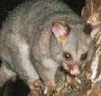 Moondarra State Park - Hotel Gold Coast