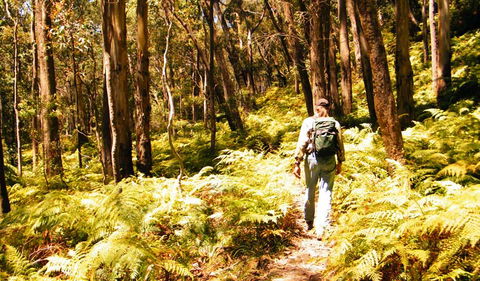 Federal Pass - Hotel Gold Coast 0