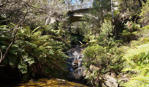 Leura Cascades Fern Bower - Hotel Gold Coast 3