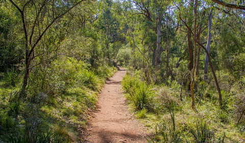 Mares Forest Creek Walking Track - Hotel Gold Coast 0