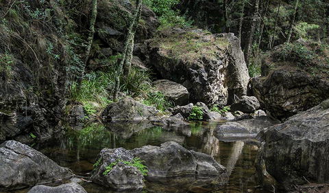Mares Forest Creek Walking Track - Hotel Gold Coast 1