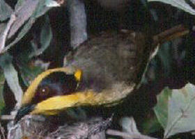 Tyers Park - Hotel Gold Coast 0