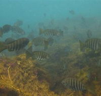 Bunurong Marine and Coastal Park - Hotel Gold Coast