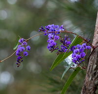 Mann River Nature Reserve - Hotel Gold Coast