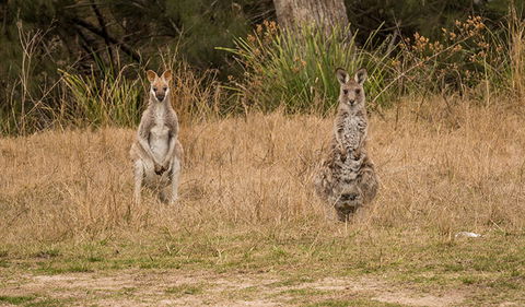 Mann River Nature Reserve - Hotel Gold Coast 1