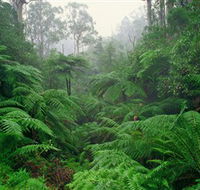 Tarra Bulga National Park - Hotel Gold Coast